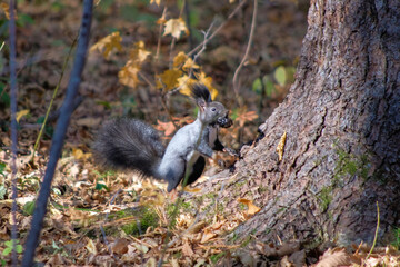 squirrel