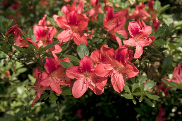 Hybrid Azalia (Rhododendron hybridum) in park - obrazy, fototapety, plakaty