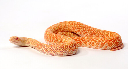Fototapeta premium Albino Bullsnake // Gophernatter (Pituophis catenifer sayi) 