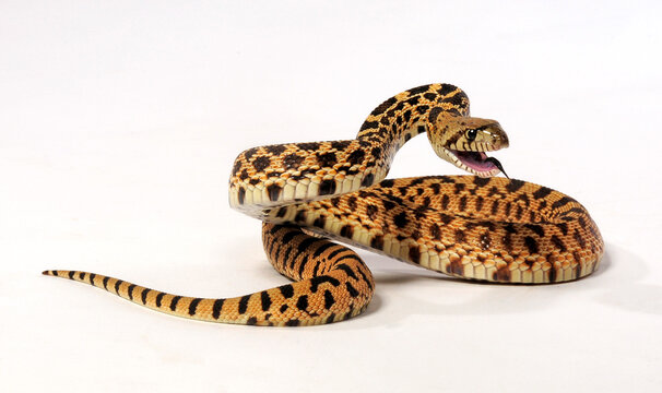 Bullsnake // Gophernatter (Pituophis catenifer sayi) 