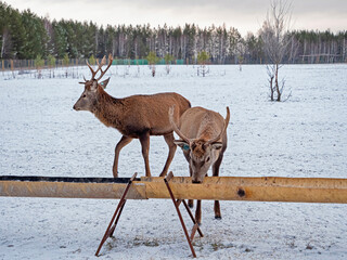 A group of red deer in winter. Young deer with beautiful antlers. Cervus elaphus. Red deer at the...