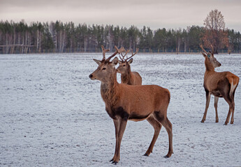 Naklejka na ściany i meble A group of red deer in winter. Young deer with beautiful antlers. Cervus elaphus. 