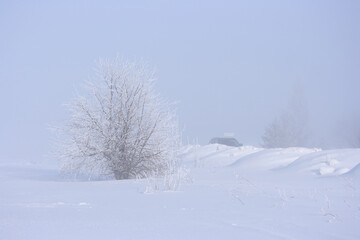 In the fog, a tree with frost on the branches and behind the snowdrifts a car on a winter road