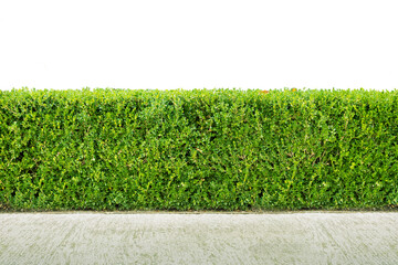 Natural green hedge bush on white background. Objects with Clipping Paths.