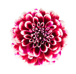 Pink dahlia
