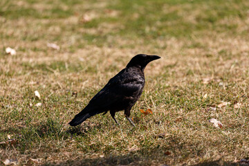 Crow on grass field in park