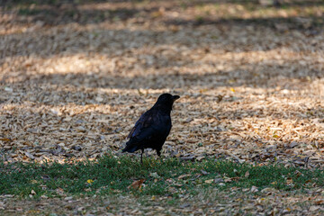 Crow on grass field in park