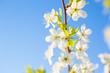 Blooming sakura tree on sky background in garden or park.