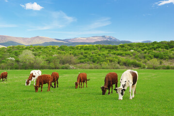 Fototapeta na wymiar Cow on green meadow in mountain.