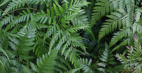 Fototapeta na wymiar Nature background - Many green fern Pteridophyta leaves