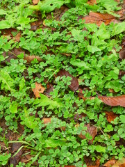 秋の公園の雨に濡れるクローバー	
