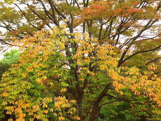 Fototapeta na wymiar 雨上がりの公園の黄葉の欅と八重桜