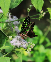 tailed green jay or green triangle or green spotted triangle (graphium agamemnon) in a tropical rainforest in india in summertime
