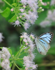 indian wanderer butterfly (pareronia hippia) sucking nectar from flowers