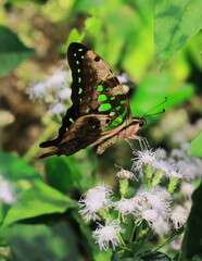 tailed green jay or green triangle or green spotted triangle (graphium agamemnon) in a tropical rainforest in india in summertime