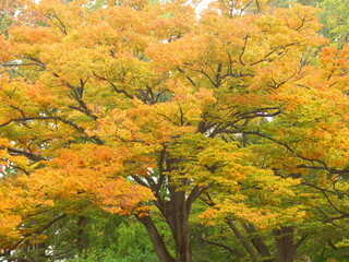 雨上りの公園の黄葉の欅
