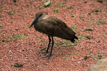 A Bird on the ground