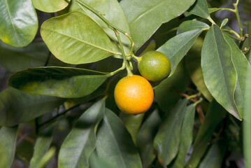 Calamondin (Citrofortunella microcarpa) in greenhouse