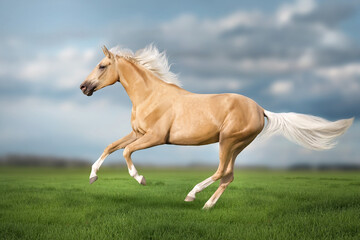 Obraz na płótnie Canvas Cremello horse with long mane free run in meadow