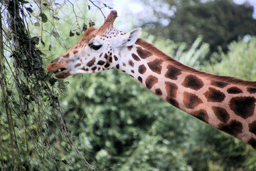 A close up of a Giraffe