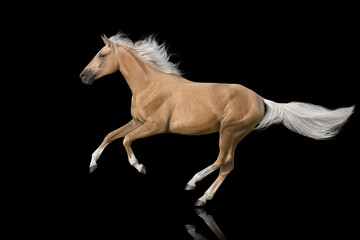 Obraz na płótnie Canvas Palomino horse with long mane run free gallop isolated on black