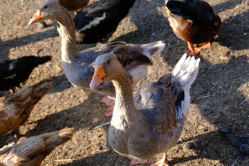 Geese, close-up.