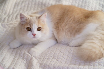 かわいい猫
