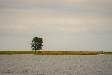 single tree on a land in front of water