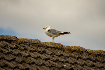 sea gull at the beach 