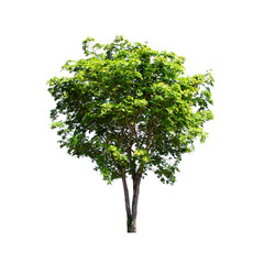 Obraz premium Tree isolated on white background.