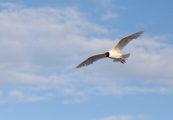 big white seagull with black head flies high in the blue sky