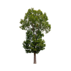 Tree isolated on white background.