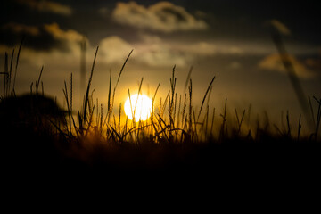 sunset in the grass field
