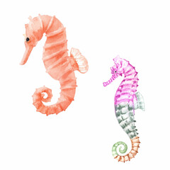 Watercolor illustration of cute seahorses. Perfect for printing, web, textile design, souvenirs. © Irina