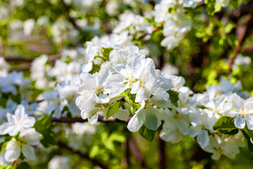 branches of flowering apple trees