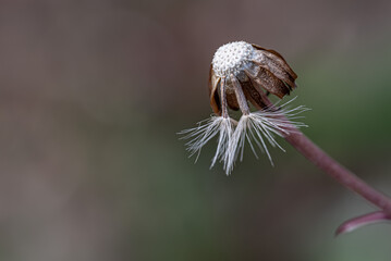 ツワブキの綿毛のアップ　背景　壁紙