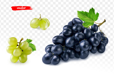 Set of green grape and black grape isolated. Realistic vector illustration of different grapes. - 485047636