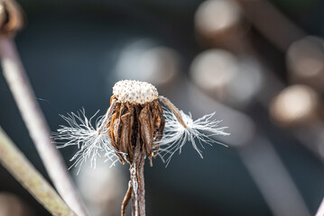 ツワブキの綿毛のアップ　背景　壁紙