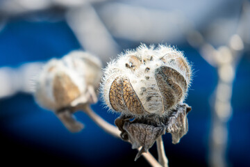 フヨウの実のアップ
