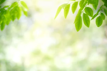 Fotobehang Beautiful nature view of green leaf on blurred greenery background in garden and sunlight with copy space using as background natural green plants landscape, ecology, fresh wallpaper concept. © Torkiat8