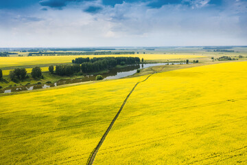 Yellow blooming field in the countryside. Blooming rapeseed. - 485048639