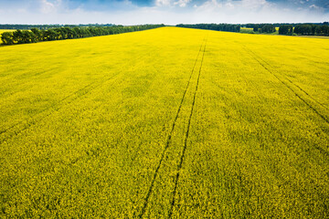 Yellow blooming field in the countryside. Blooming rapeseed. - 485048695