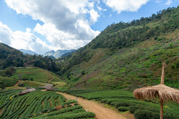 tea plantation in the valley