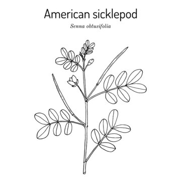 Chinese senna, or American sicklepod Senna obtusifolia , edible and medicinal plant