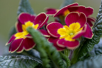 Obraz na płótnie Canvas Primrose Primula Vulgaris. red and Yellow Country Garden Primula Flowers, sale in garden shop in spring season
