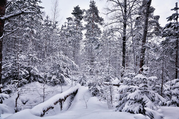 travel to canada winter forest landscape, seasonal view, panorama in the forest covered with snow