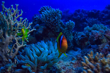 Fototapeta na wymiar anemone fish, clown underwater orange fish sea background aquarium