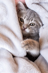 A cute gray kitten lies at home on the bed under the covers. Funny gray kitten hides under a pink fur blanket. The concept of adorable little pets.