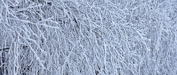 branches covered with frost background abstract winter december view