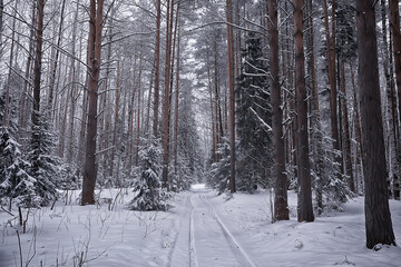 Fototapeta premium coniferous forest covered with hoarfrost background, winter landscape snow trees